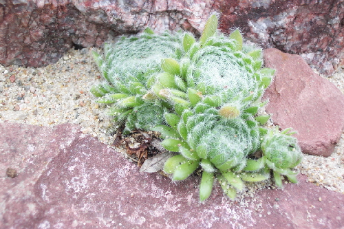 sempervivum ciliosum